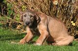 IRISH WOLFHOUND 408